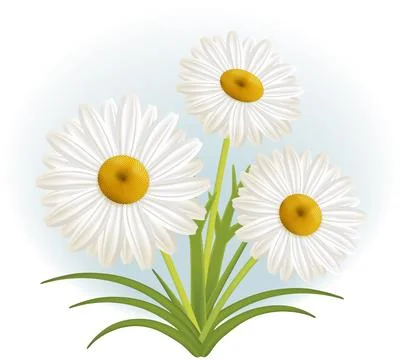 Three daisies in spring Stock Illustration