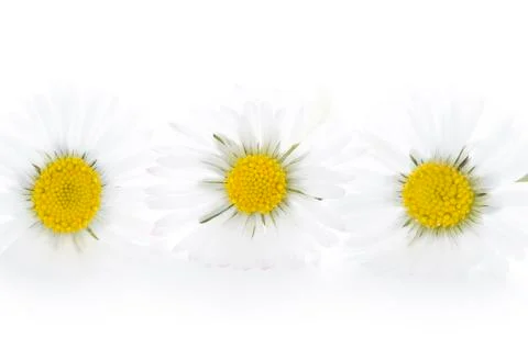 Three daisies on a white background Stock Photos