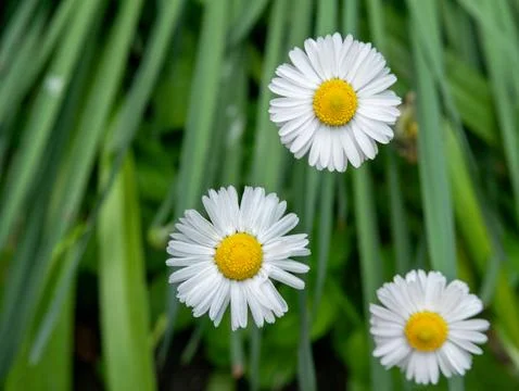 Three daisies wildflower macro spring green meadow top view Stock Photos