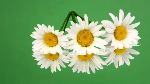 Three daisy flowers on green mirror. Side view. Stock Footage 160499564