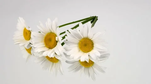 Three daisy flowers on the mirror. Side view. Stock Footage 160499332