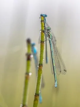 Three damselfly sleeping Stock Photos