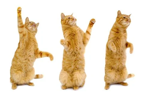 Three dancing cats Stock Photos