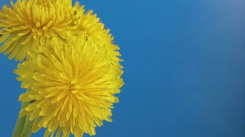 Three dandelion flowers bloom on a blue background Stockbeeldmateriaal 154952730