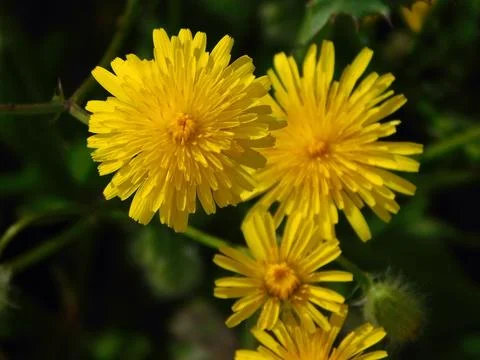 Three Dandelion flowers Stock Photos