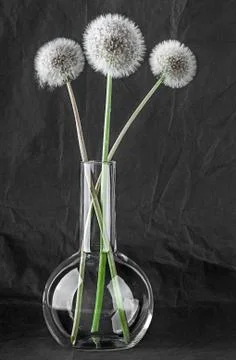 Three dandelion in laboratory flask Stock Photos