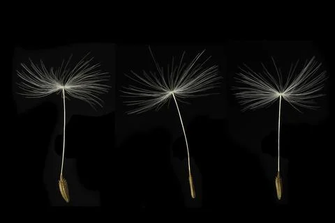 Three Dandelion seeds on black background Stock Photos
