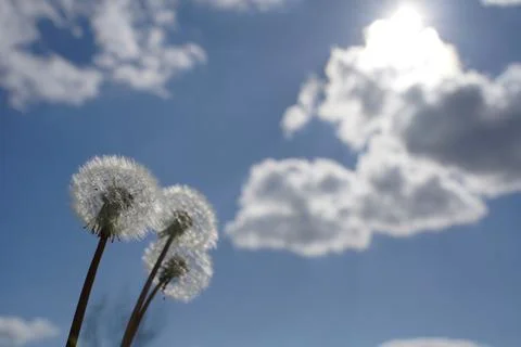 Three dandelions on the background of the blue sky with white clouds and the sun Stock Photos