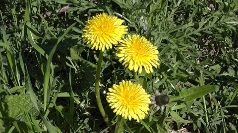 Three dandelions on green grass background. Stock Footage 193585427