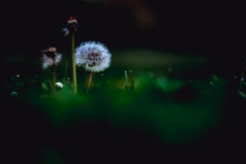 Three dandelions over green dark foreground and background in a public garden in Stock Photos