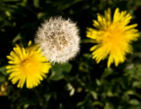 Three dandelions Foto stock