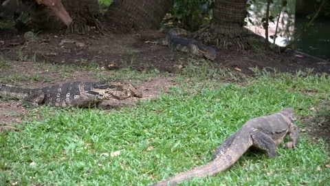Three dangerous lizards predators wild striped varans, varanus salvator, on Stock Footage 77316836
