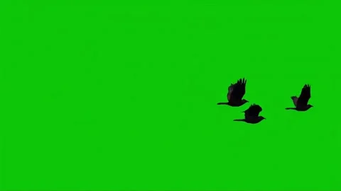 Three Dark Birds in Flight Over Green Background. Stock Footage 317801346