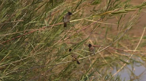 Three Dark-capped bulbul birds sitting on reeds Stock Footage 31477985