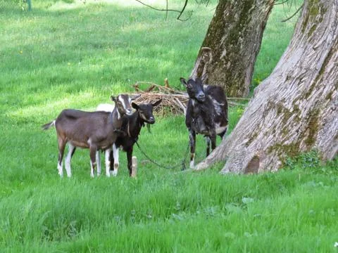 Three Dark Color Goats on Grass next to Trees Stock Photos