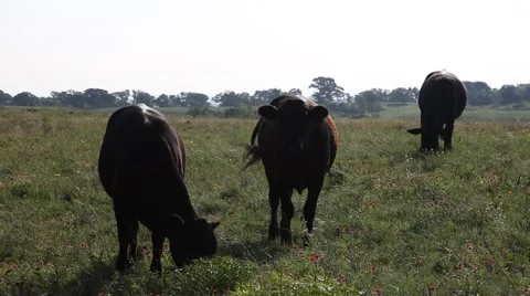 Three dark colored cows in a field. Video stock 64085290