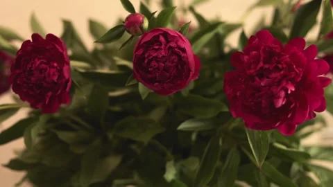 Three dark red peony flowers blooming in sharp focus against a lush green le Video stock 338185529