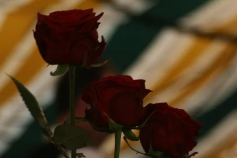 Three dark red roses 스톡 사진