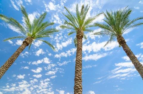 Three date palms against deep blue sky Stock-Fotos