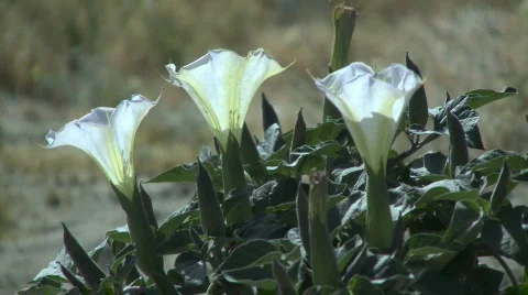 Three Datura flowers Stock Footage 540191