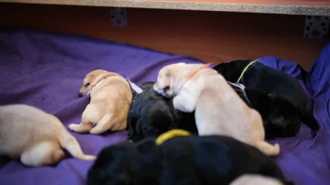 Three day old labrador puppies. Blind puppies Stock Footage 154256281