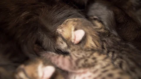 Three-day-old savannah kitten nursing, closeup Stock Footage 100272883