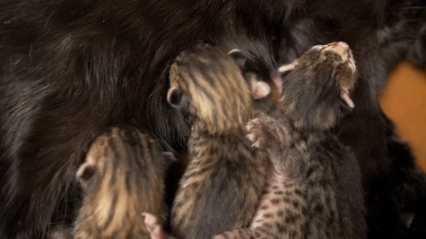 Three-day-old savannah kittens nursing, fighting for nipple Stock Footage 100272888