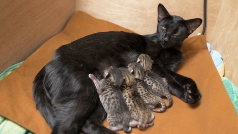 Three-day-old savannah kittens nursing with rare black mother, full view Stock Footage 100272891