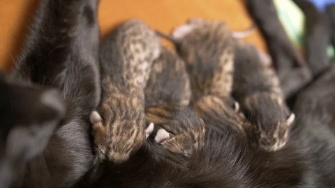 Three-day-old savannah kittens nursing, overhead view closeup Stock Footage 100272903