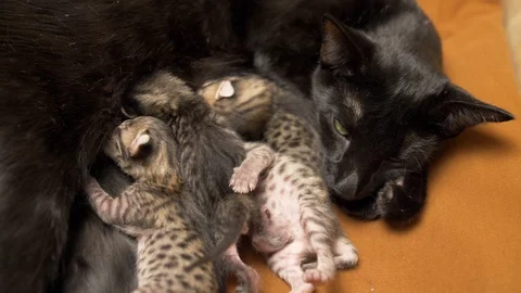 Three-day-old savannah kittens nursing with rare black mother Stock Footage 100272906