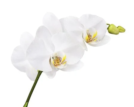 Three day old white orchid isolated on white background. Closeup Stock Photos