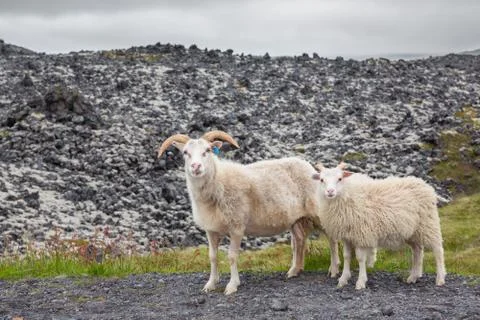 Three daydreaming lambs looking at camera Foto stock