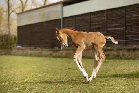 Three days old foal first time on green grass, having fun on meadow, horse fa Stock Photos