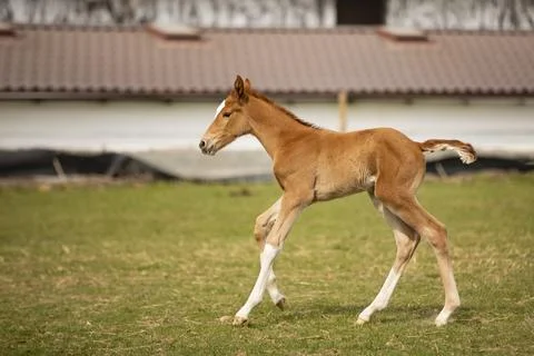 Three days old foal first time on green grass, running on meadow, horse farm  Stock Photos