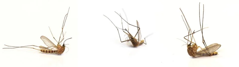Three dead mosquito Stock Photos