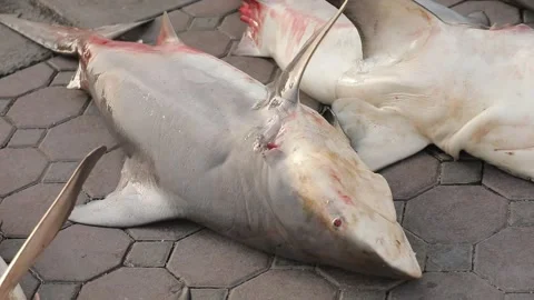 Three dead sharks laying on pavement being caught in fish market Stock-Footage 207802578