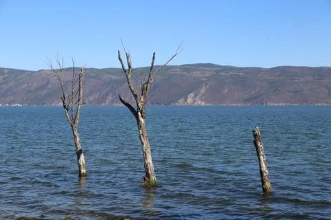 Three dead trees in the middle of dali lake, yunnan province, china. the la.. Stock Photos