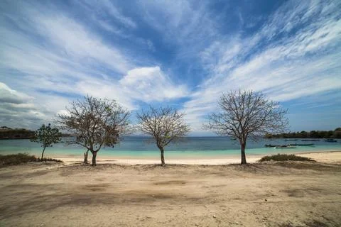 Three dead trees, pink beach lombok indonesia Stock Photos