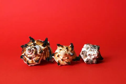 Three decorative sea shells of different sizes Stock Photos