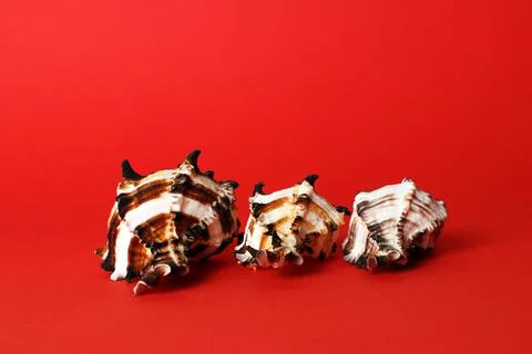 Three decorative sea shells of different sizes Stock Photos