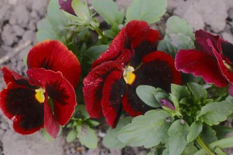 Three deep red pansy flowers with dark, almost black centers and yellow dots Stock Photos