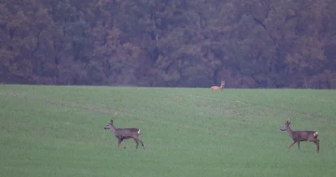 Three deer on the background of the autumn forest, 4K slow motion Stock Footage 166230614