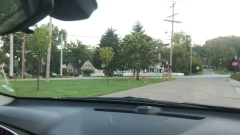 Three deer crossing the road in front of a car Stock Footage 131446332