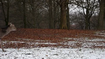 Three deer in Denmark Stock-Footage 86101350