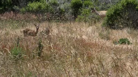 Three deer eating infield Stock Footage 21540206