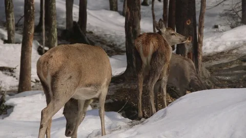 Three deer foraging in snow near trees Stock Footage 73669597