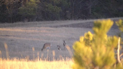 Three Deer in Grassy Field Stock Footage 34174453