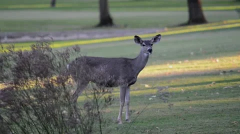 Three deer graze Stock Footage 12412935