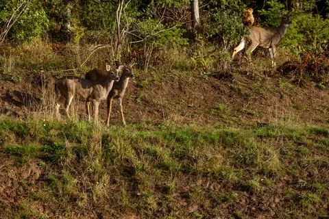 Three deer on a hillside during evening sunlight. Stock Photos