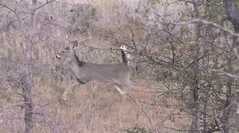 Three Deer I Stock Footage 12700846